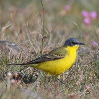 Grey-headed Wagtail (thunbergi)